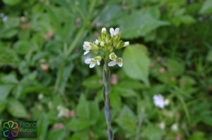 arabis glabra (4)